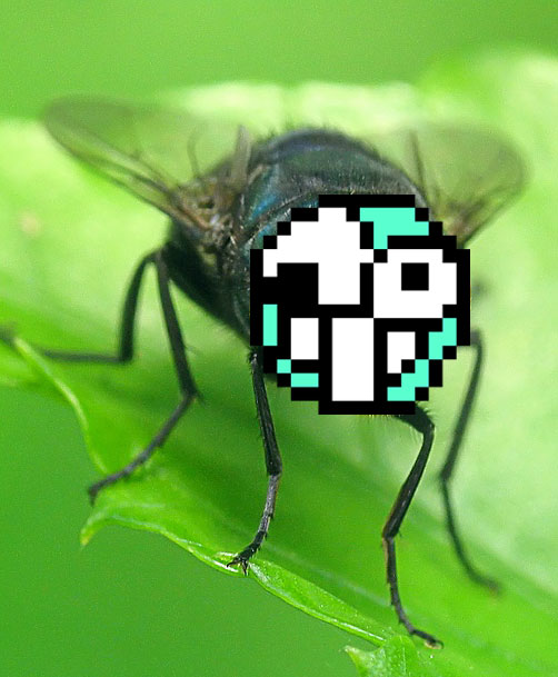 uglyfly.jpg